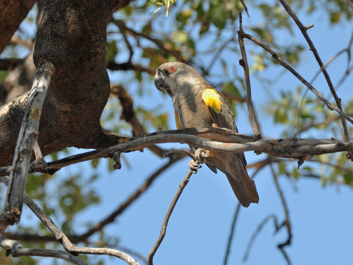 Rüppell's parrot (Poicephalus rueppellii) in a tree.