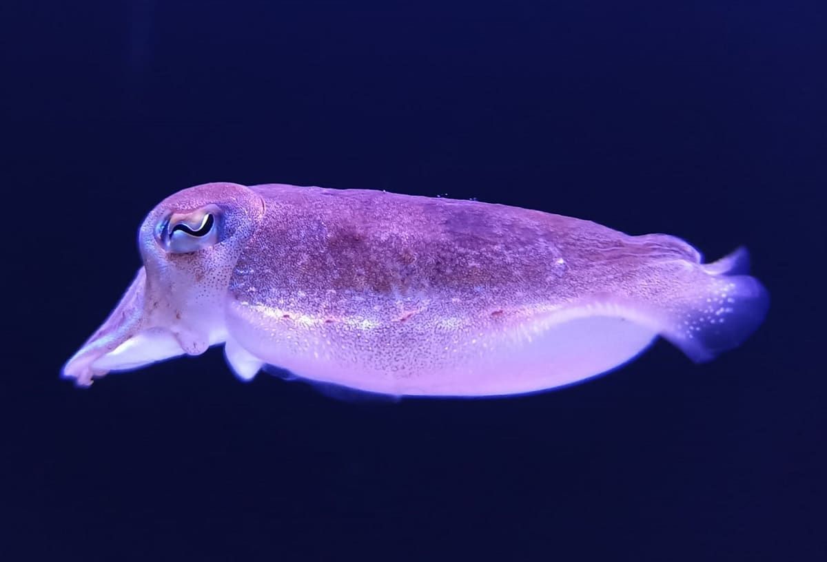 Sepia en un acuario | Sobre el hueso de sepia