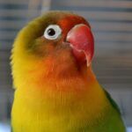 Agapornis fischeri | Fischer's lovebird care & info