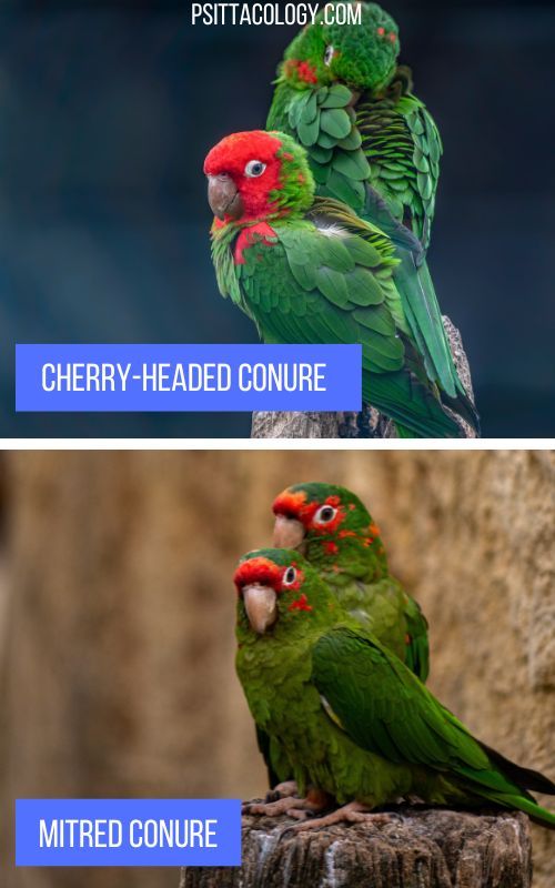 Comparison image between cherry-headed conure parrot and mitred conure parrot.