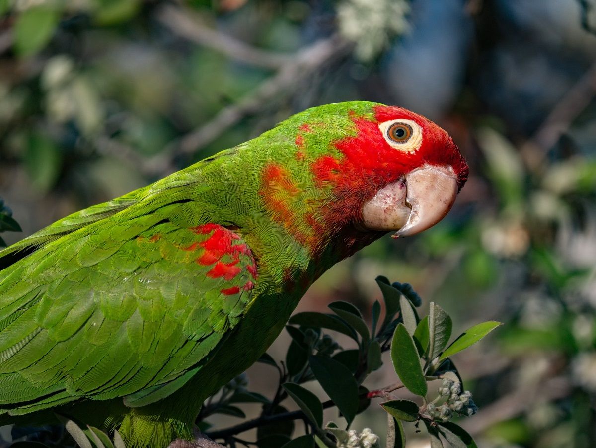 Cherry-headed conure, a neotropical parrot species.