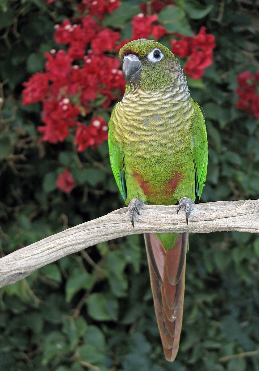 Maroon bellied conure (Pyrrhura frontalis), a small South American parrot.