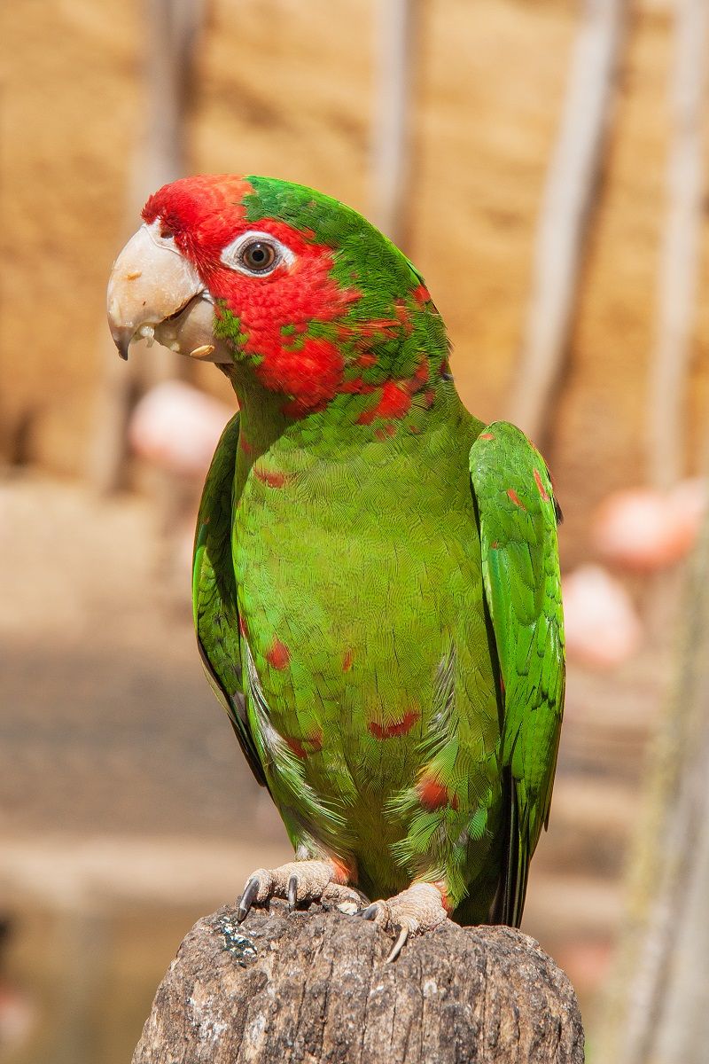 Mitred conure (Psittacara mitratus), a parrot from the South American Andes region.