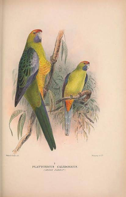 Vintage illustration of two green rosella parrots.