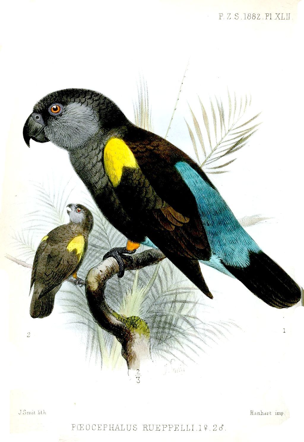 Rüppell's parrot painting by Joseph Smit, a Dutch zoological illustrator (1836-1929)