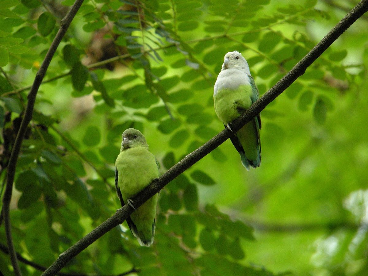 Grey-headed Lovebird - Agapornis canus pair in a tree.