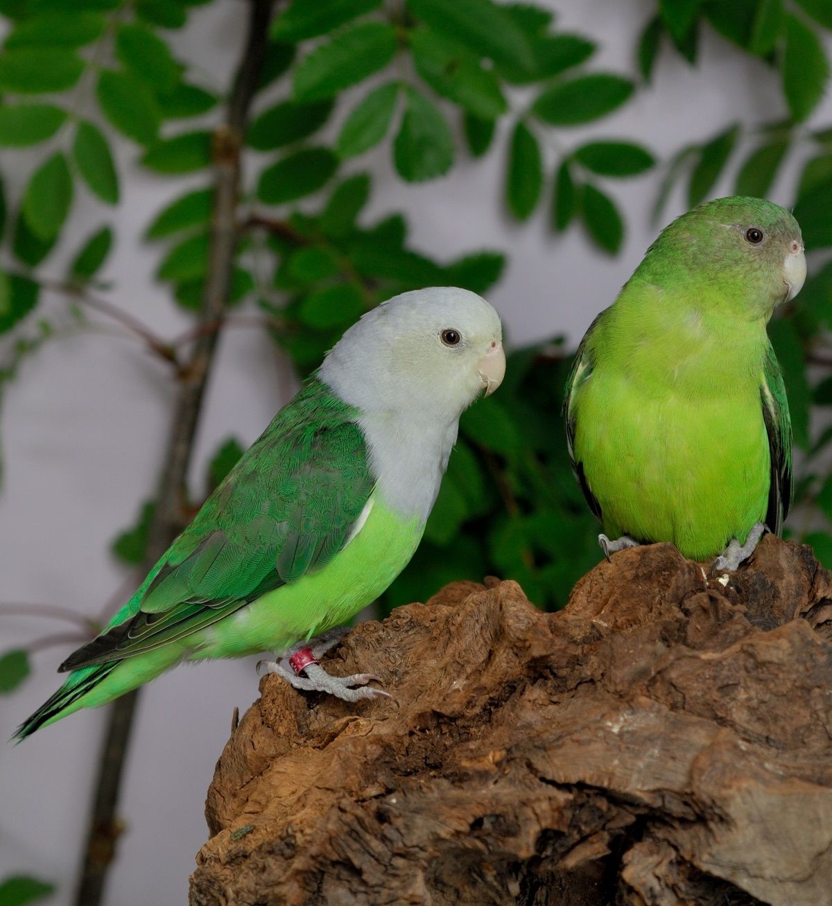 Agapornis canus (grey-headed lovebird), one of the more uncommon types of lovebirds in aviculture.