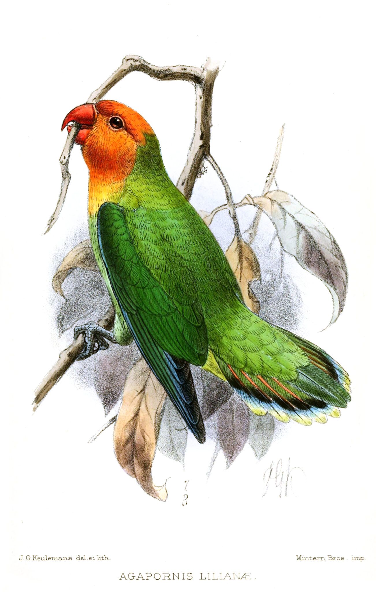 Vintage illustration of Agapornis lilianae, a small and colorful African parrot.
