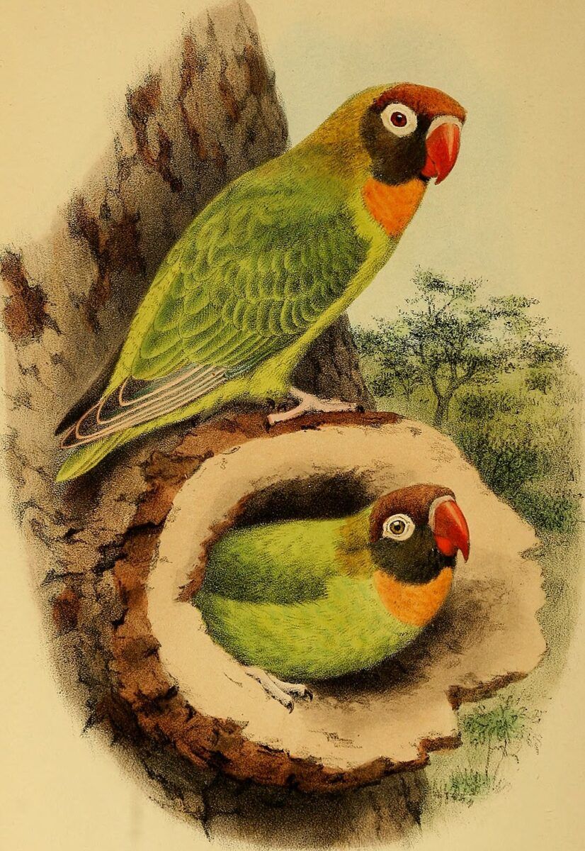 Vintage illustration of two black-cheeked lovebird parrots.