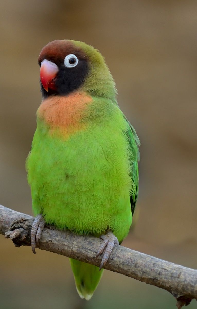 Agapornis nigrigenis, also known as the black-cheeked lovebird.