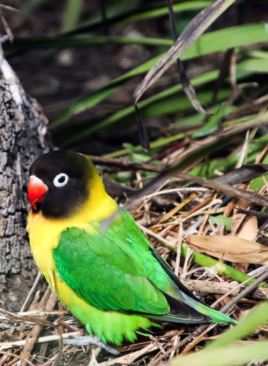 Agapornis personatus (yellow-collared lovebird), one of the nine types of lovebirds.