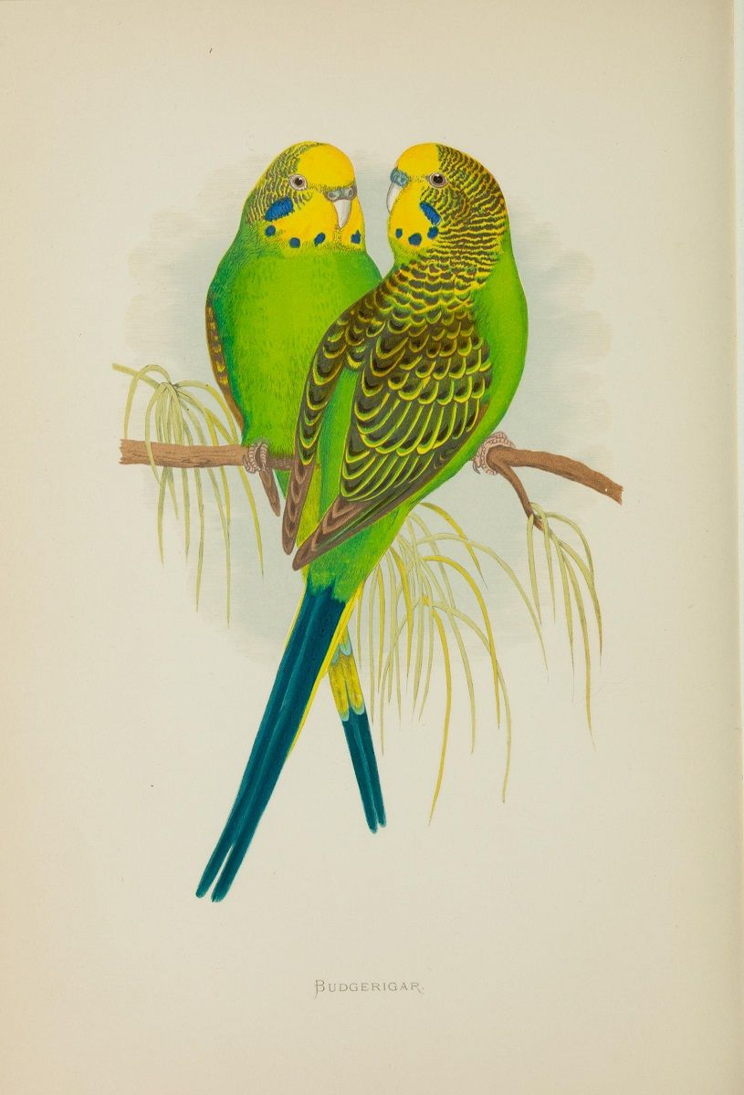 Vintage budgerigar illustration