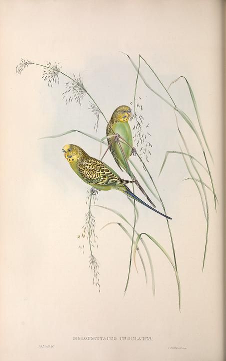 Budgie illustration from The Birds of Australia (1840-1848) by John Gould.