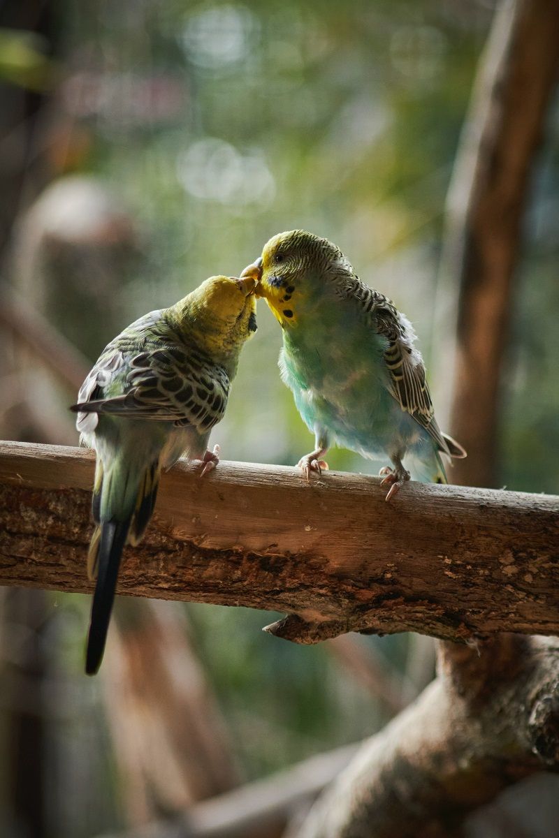 Two budgies preening each other in aviary, shallow focus. 