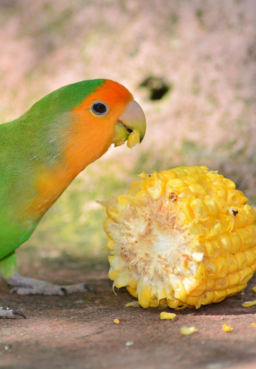 Rosy-faced lovebird eating corn