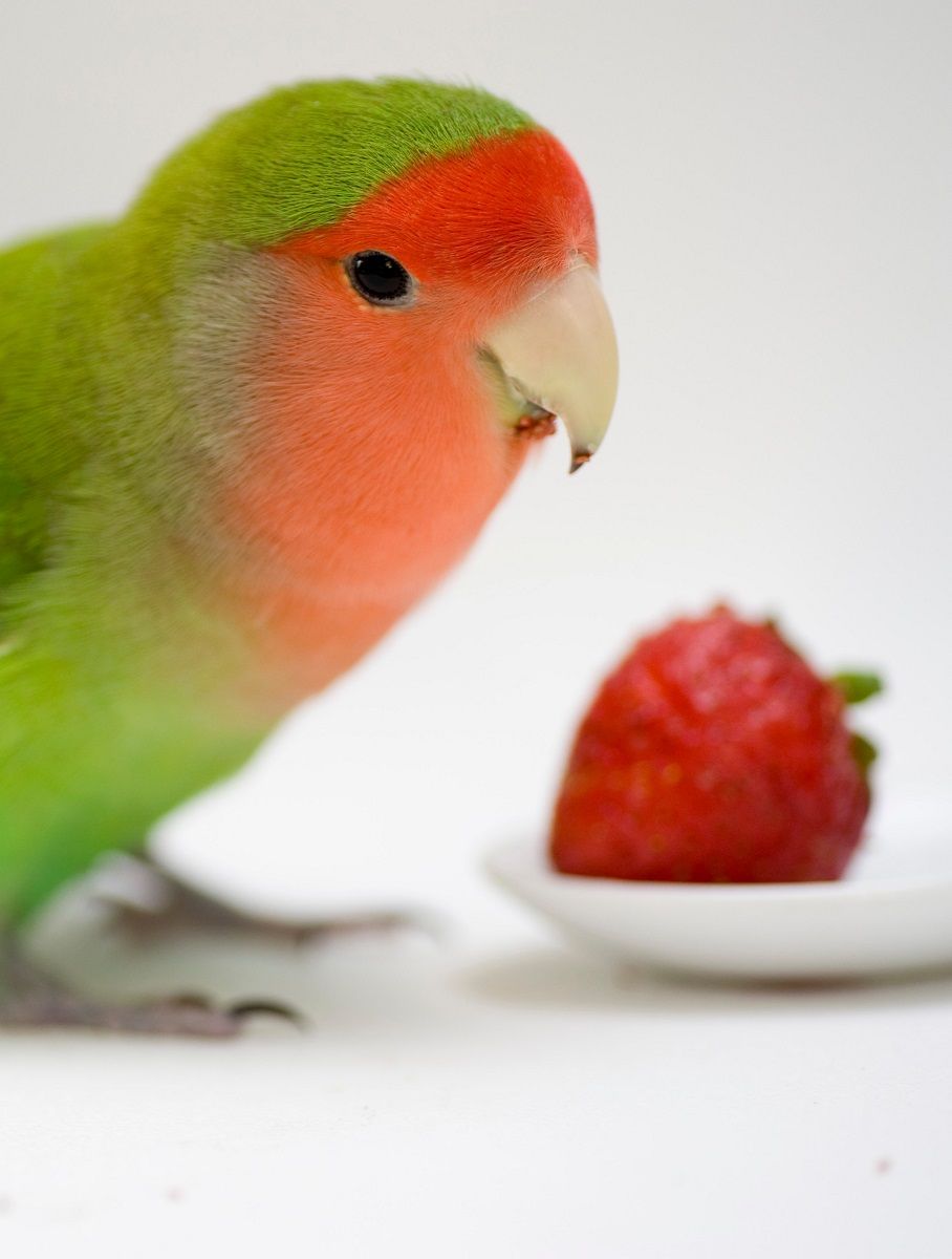 Rosy-faced lovebird with strawberry.