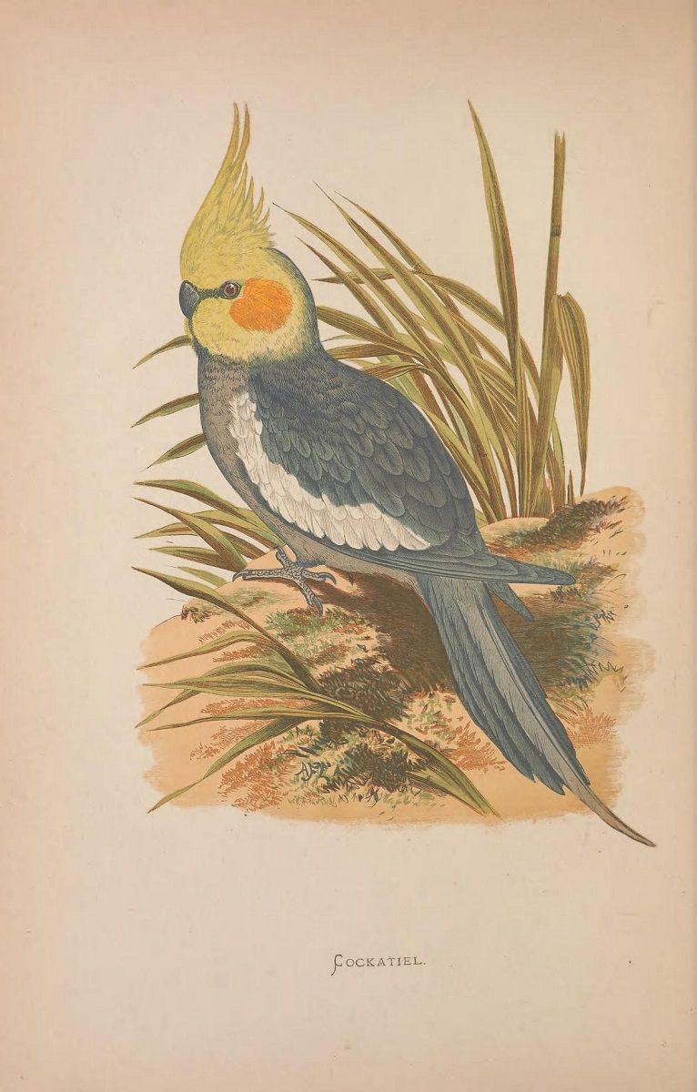 Vintage cockatiel parrot illustration