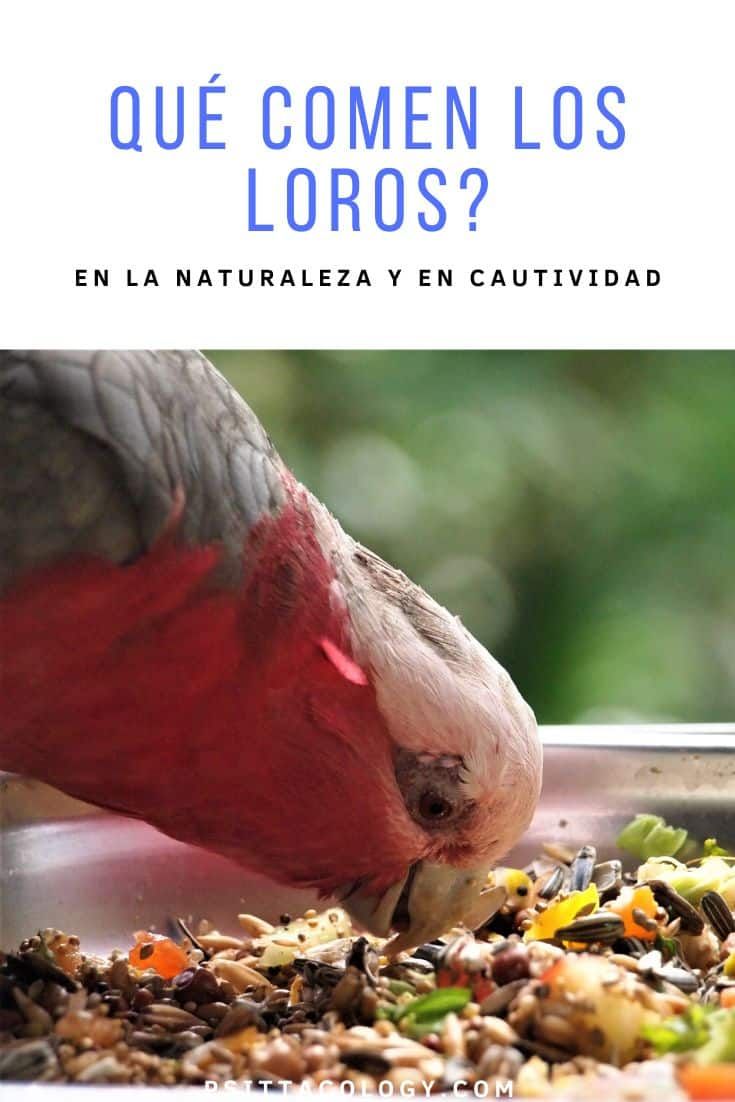 Cacatúa galah comiendo | Sobre comida para loros y sus dietas