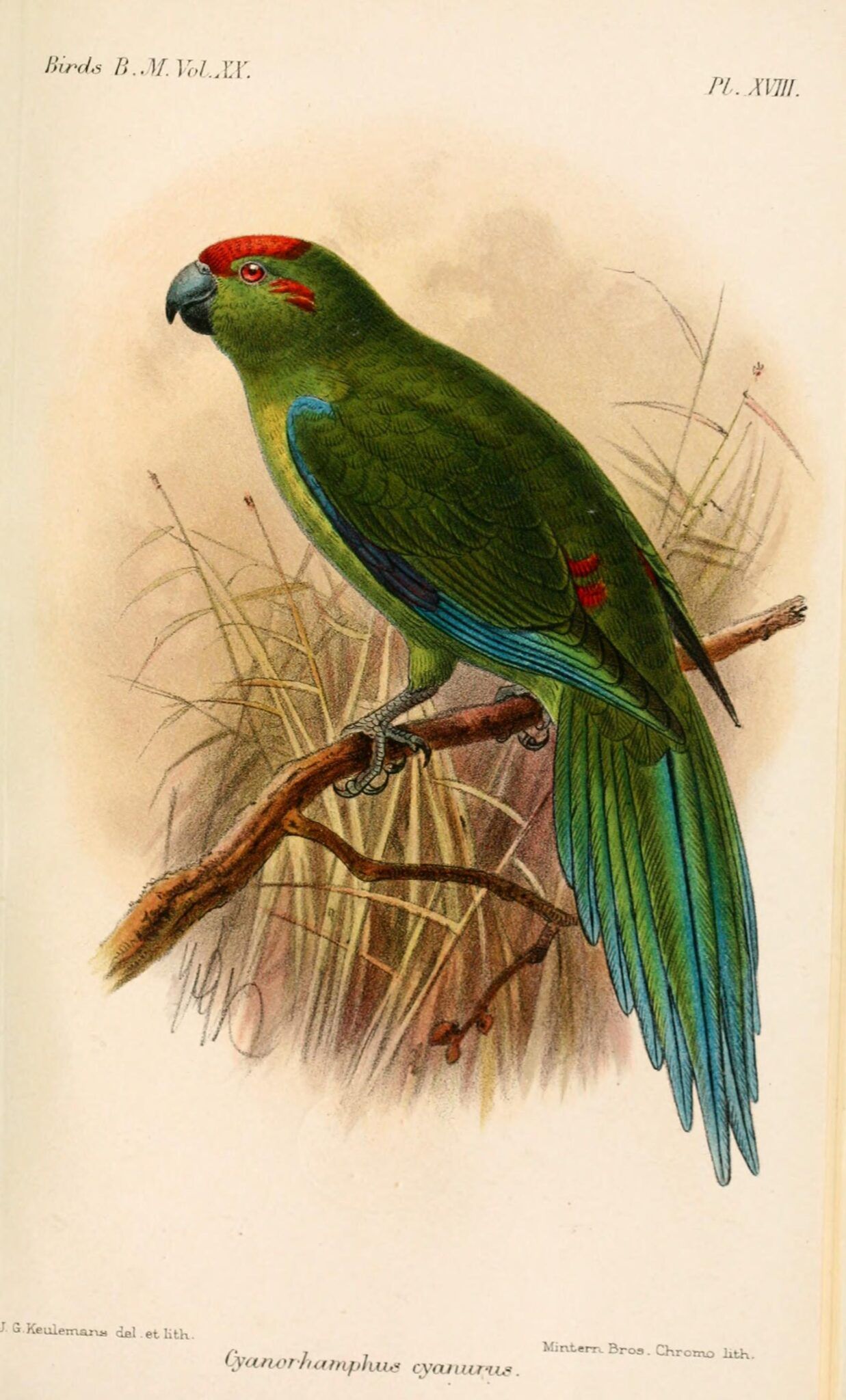 Vintage illustration of kakariki parrot (Cyanoramphus)