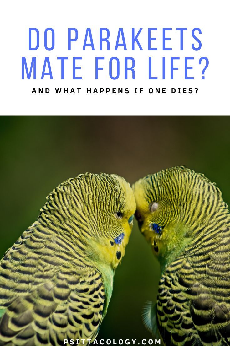 Budgie couple with foreheads touching, close-up with text above saying: Do parakeets mate for life? | And what happens if one dies?