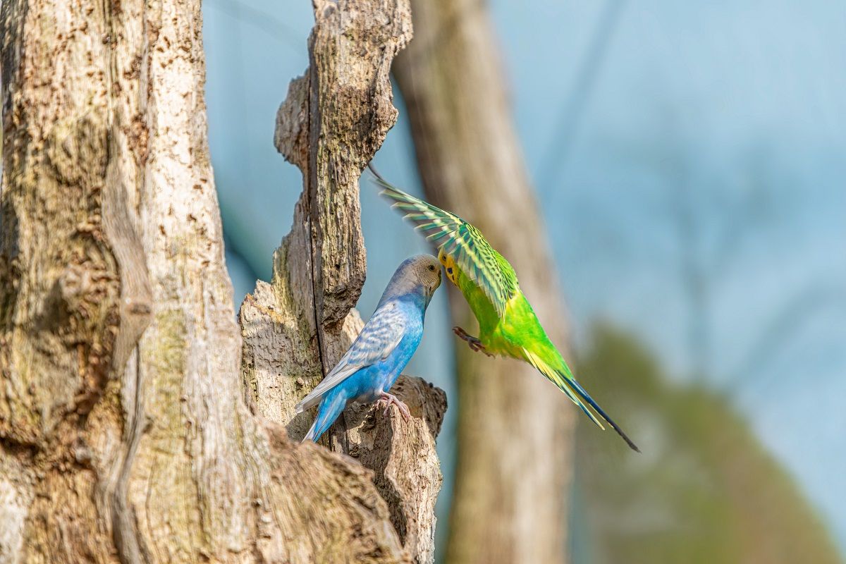Green budgie parakeet flying towards blue parakeet sat on tree stump