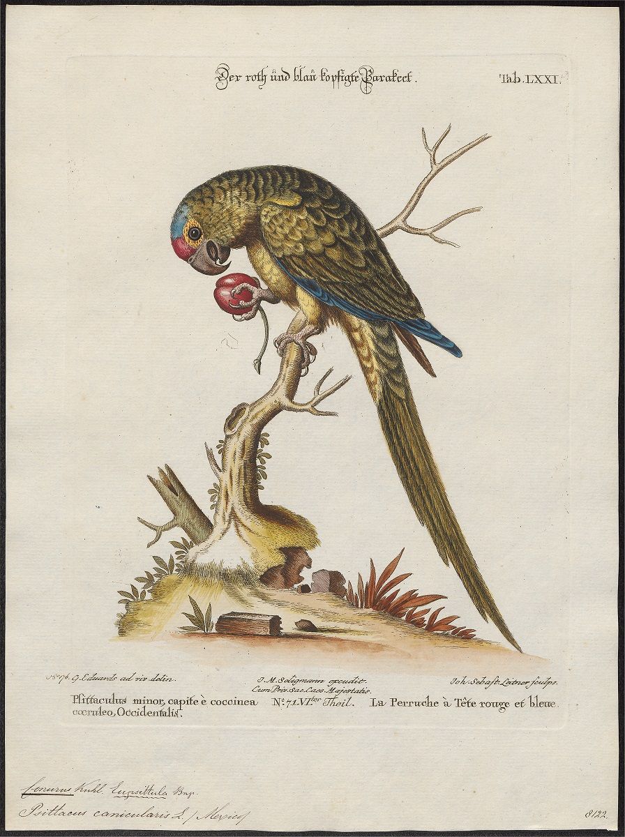 Eupsittula canicularis parrot vintage illustration. 