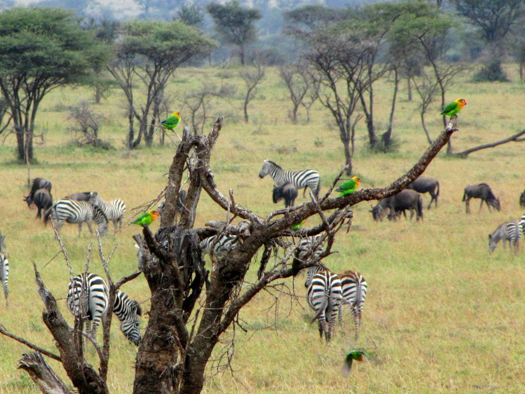 Agapornis silvestres de Fischer sentados en un árbol muerto entre cebras y ñus en la sabana del Parque Nacional del Serengeti, en Tanzania.