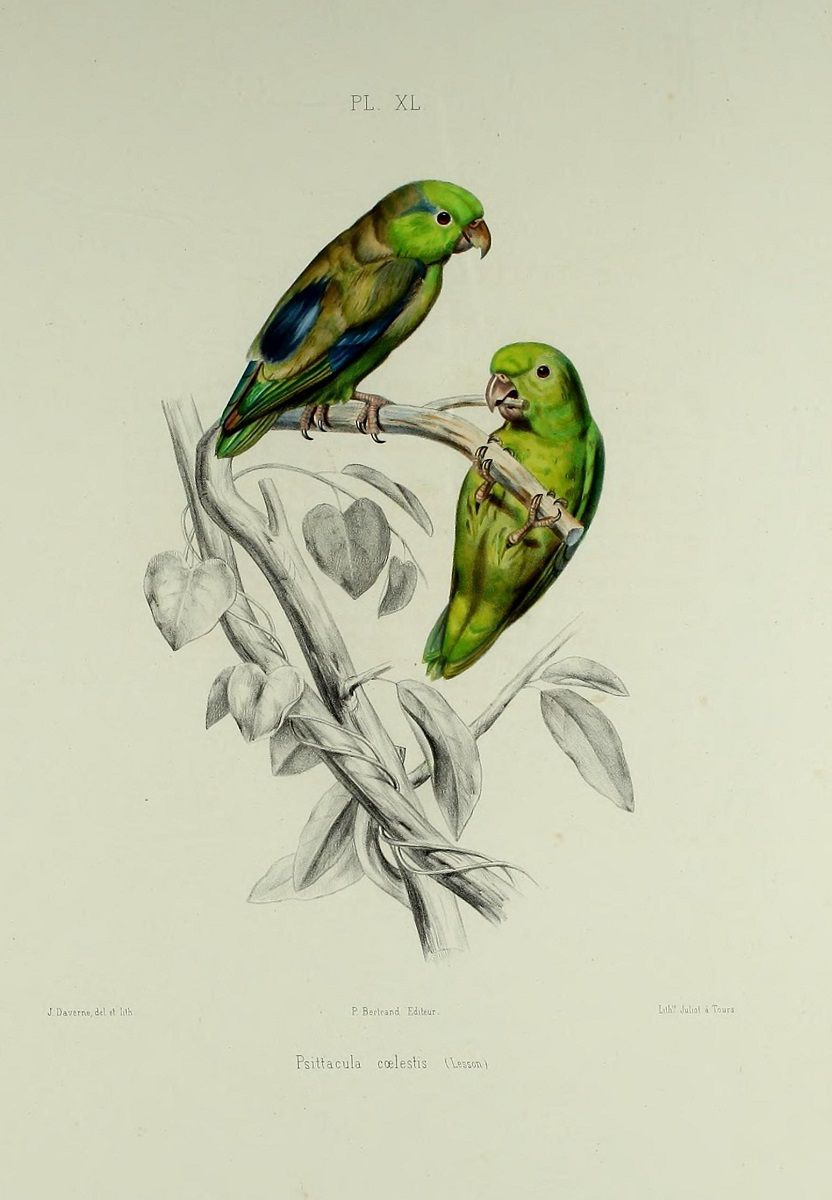 Vintage illustration of Pacific parrotlets