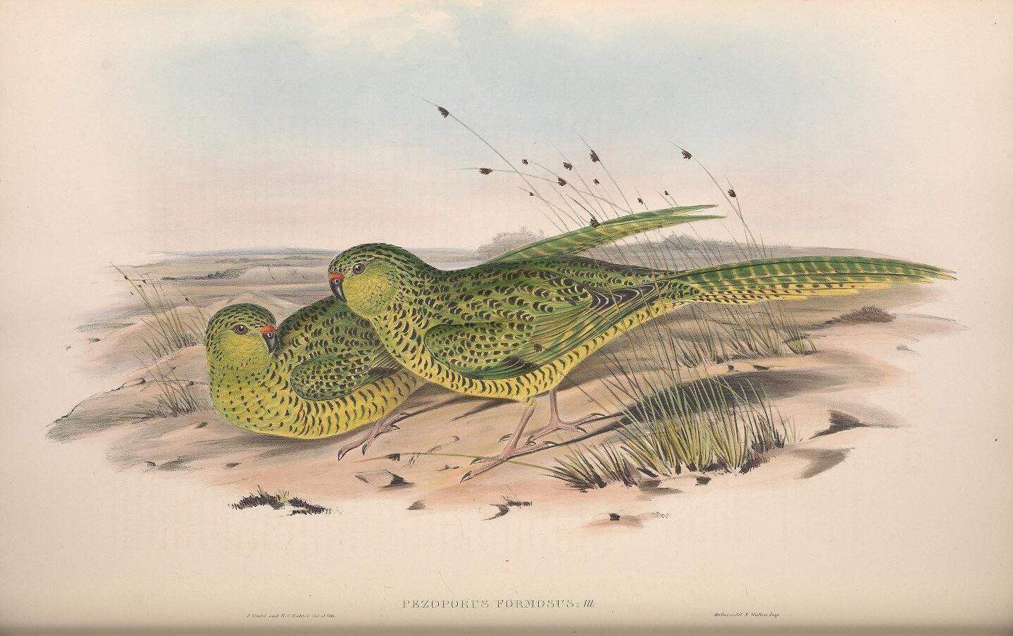 Ground parrakeet illustration from Gould's "The Birds of Australia"