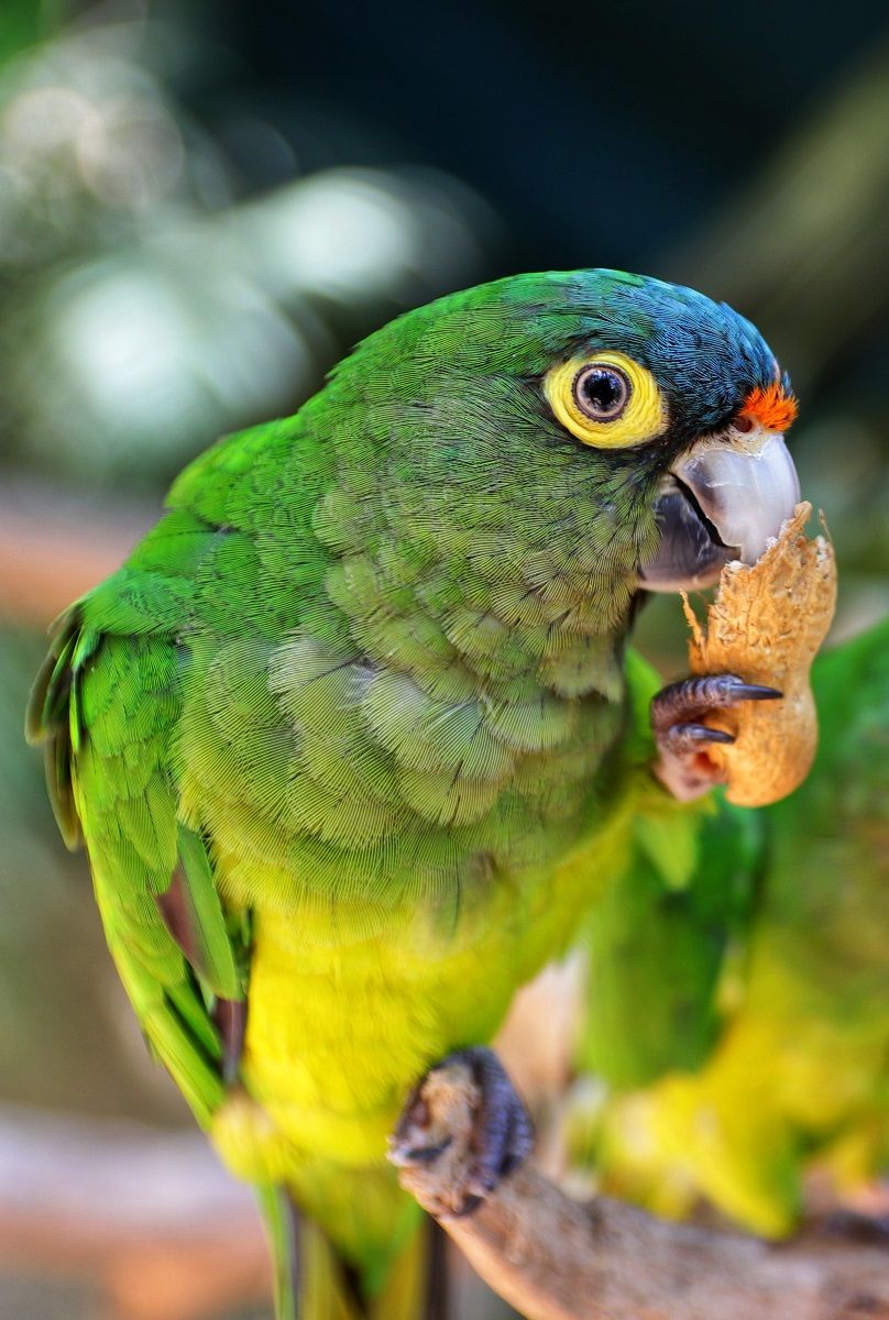 Eupsittula canicularis parrot eating a shelled peanut.