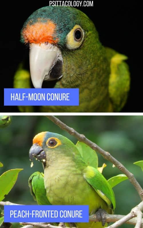 Half-Moon Conure Parrot Profile | (Orange-Fronted Conure) - Psittacology