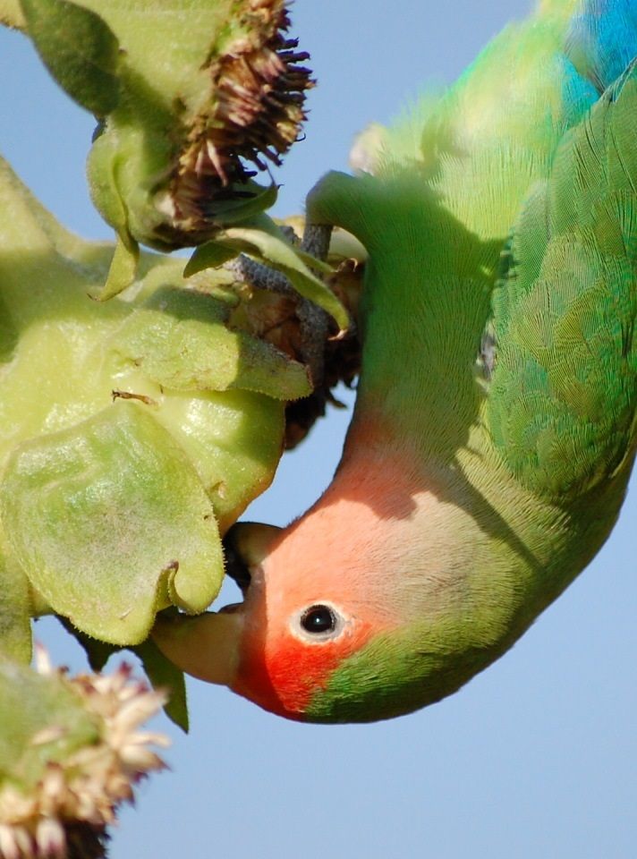 Peach-faced lovebird eating sunflower seeds from the plant.