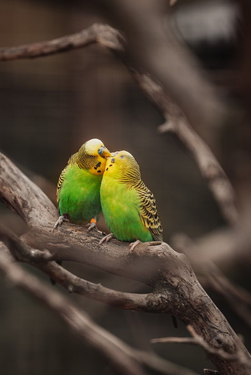 Male green budgie parakeet feeding its mate on a branch. 