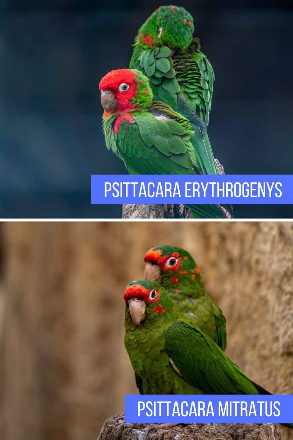 Comparación entre Psittacara erythrogenys y Psittacara mitratus, dos tipos de loros sudamericanos