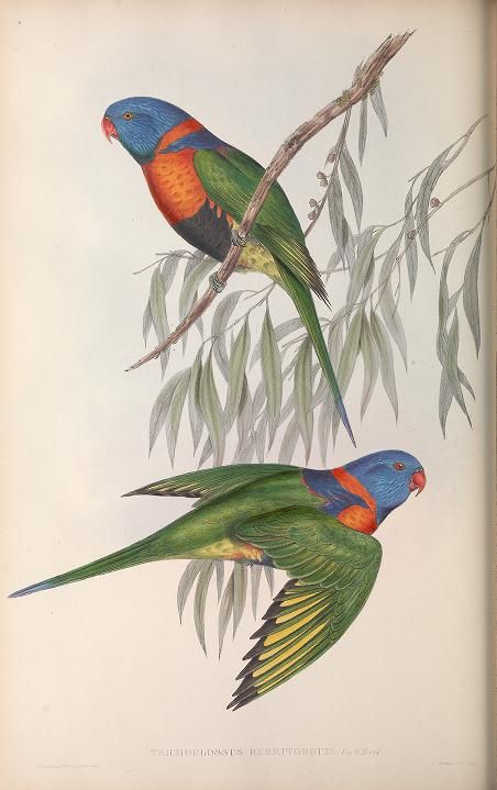 Red-collared lorikeet illustration from The Birds of Australia (1840-1848) by John Gould.