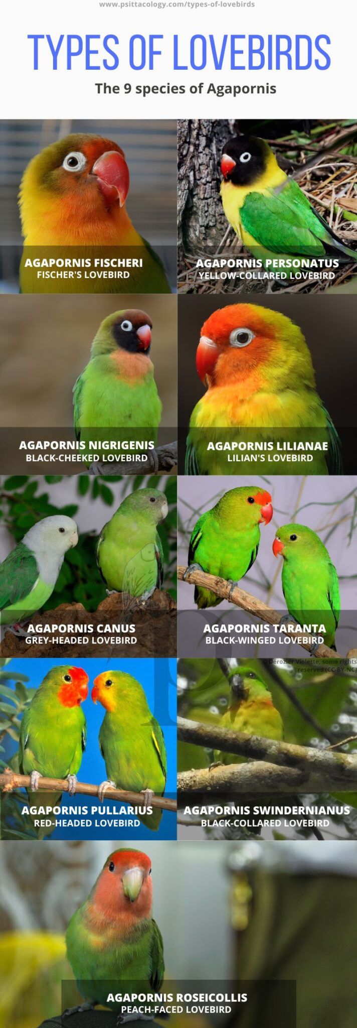 Chart showing 9 different types of lovebirds (Agapornis).