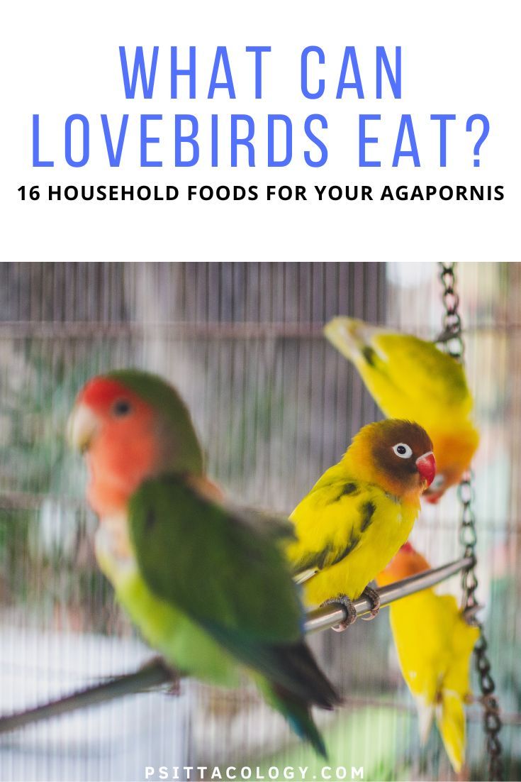 Agapornis fischeri on a perch with text above saying: What can lovebirds eat? 16 household foods for your Agapornis