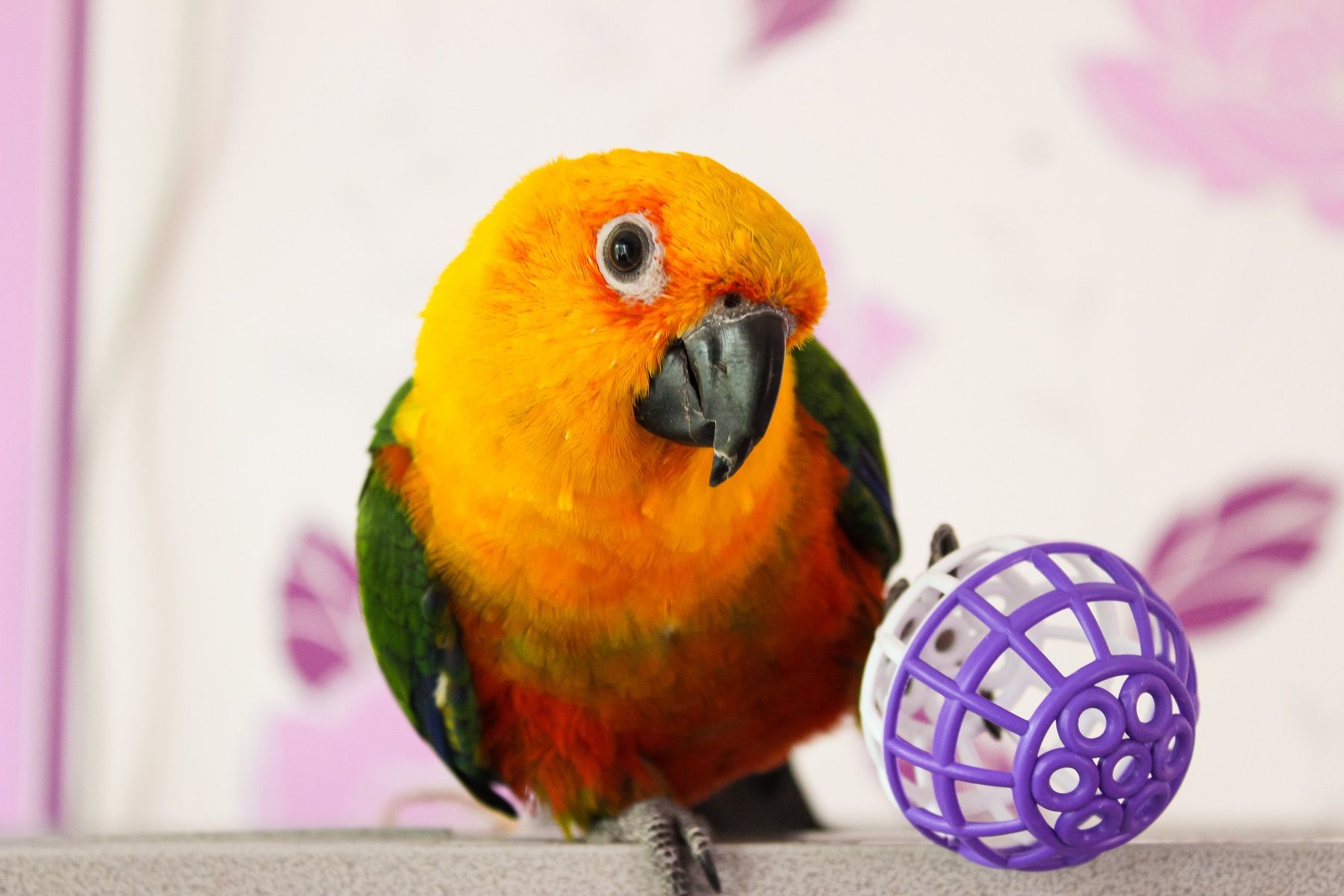 Sun conure parrot playing with a ball, looking into the camera