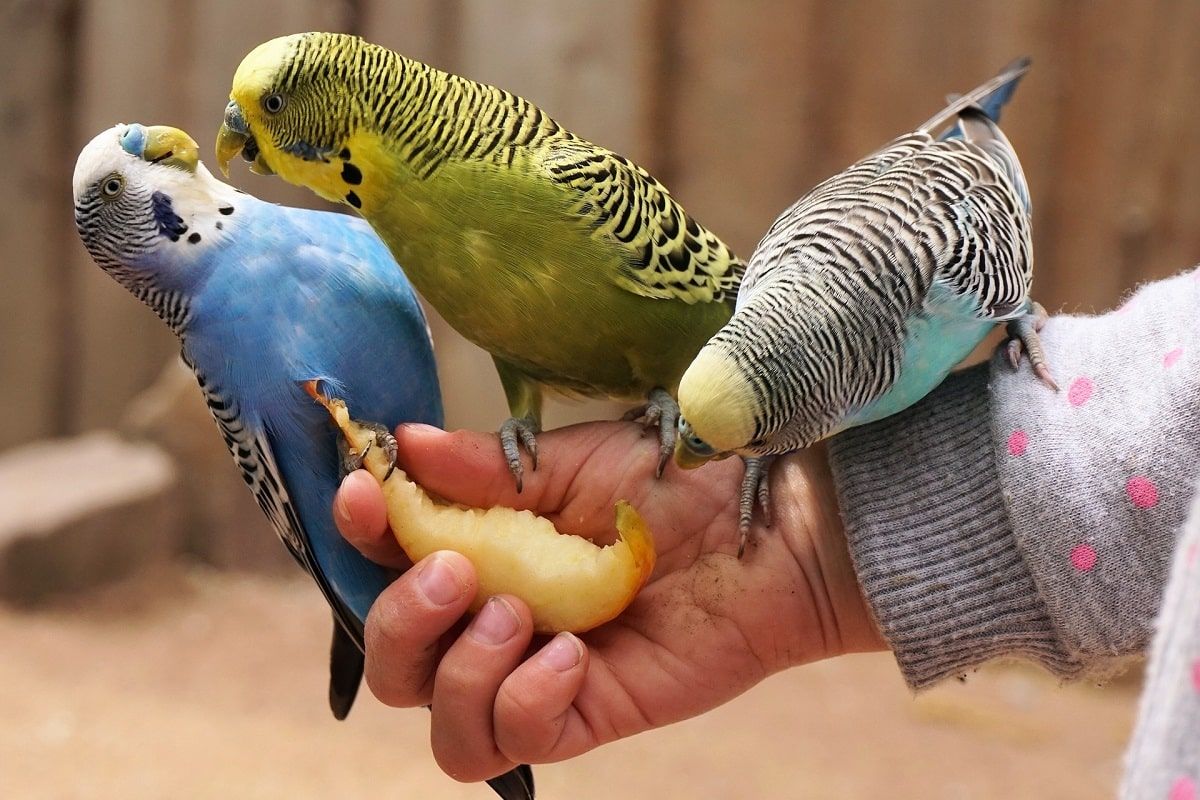 Tres periquitos australianos peleándose por un trozo de manzana encima de la mano de una persona.