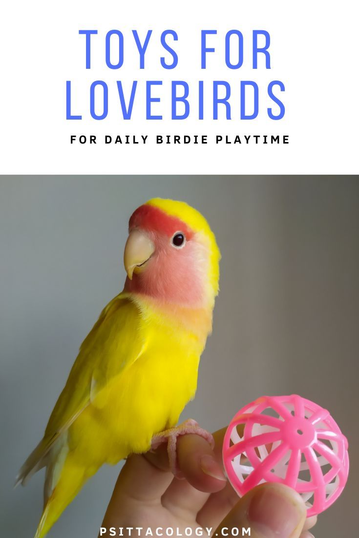 Lovebird sat on person's hand holding a pink plastic ball with text above saying: toys for lovebirds | for daily birdie playtime