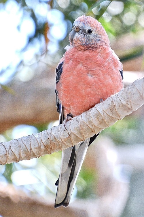 Roze Neopsephotus bourkii papegaai, van onder gefotografeerd.