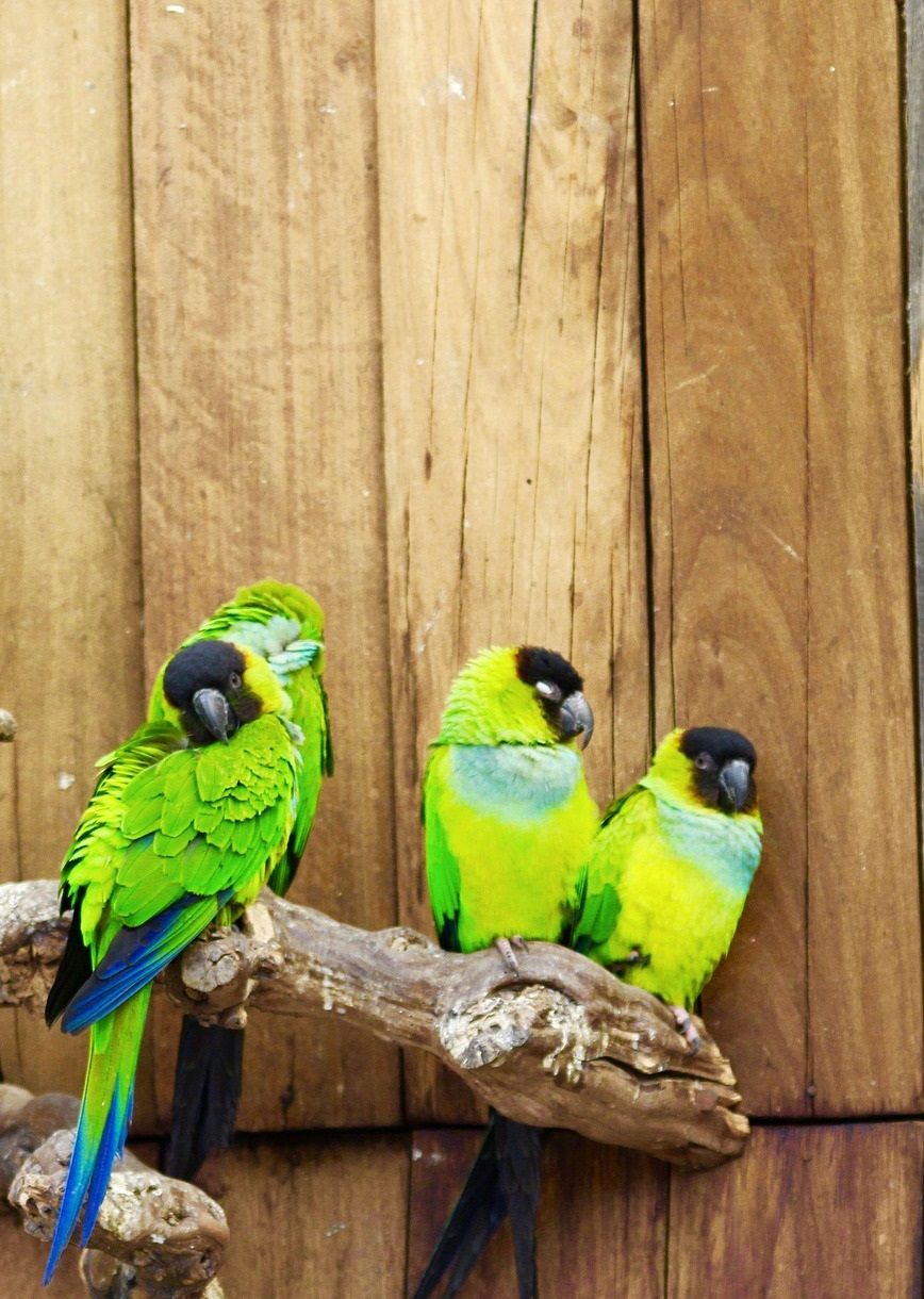 Group of nanday conures (Aratinga nenday) relaxing on a wood perch.