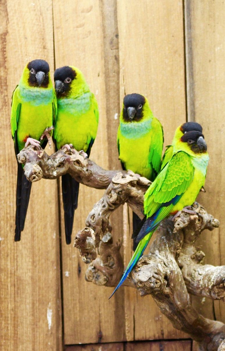 Arastinga nenday parrots on natural wood perch with wood background.