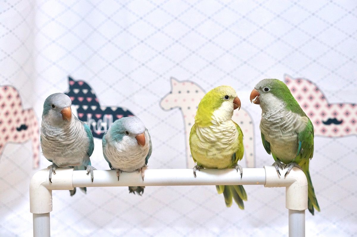 Four young monk parakeets in blue, yellow, and green, sat on a perch.  