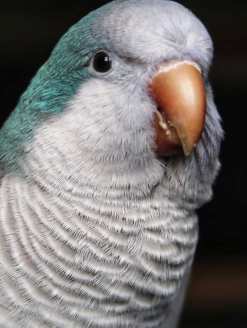 Close-up of Myiopsitta monachus, better known as the monk parakeet.
