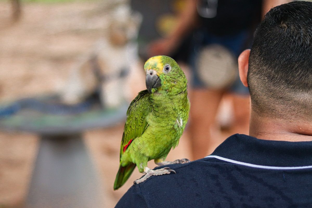 Amazon parrot sitting on person's shoulder