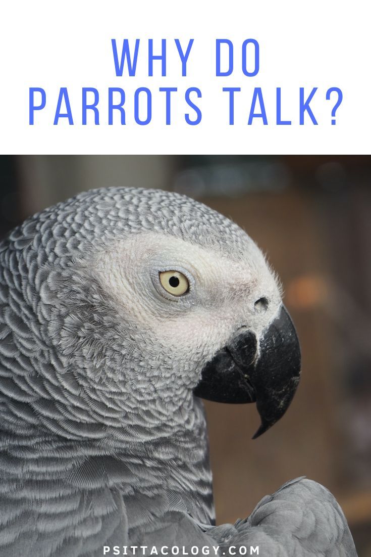 African grey parrot headshot | Why do parrots talk?