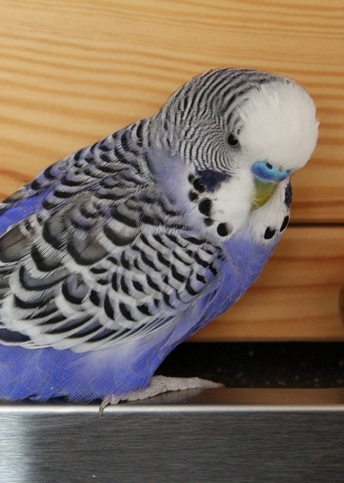 Half Engels blauwe mannelijke parkiet (Melopsittacus undulatus), een populaire papegaai.