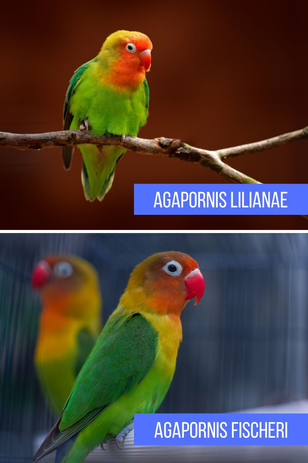Split image comparing Lilian's lovebird (Agapornis lilianae, top) and Fischer's lovebird (Agapornis fischeri, bottom). 