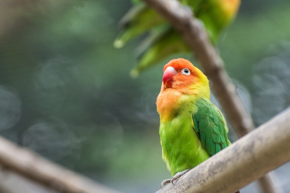 Lilian's lovebird perched on a tree branch.